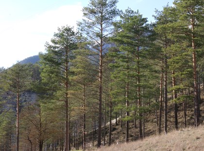 Risc d'incendi, Pla Alfa i nova app de Meteocat Risc d'incendi, Pla Alfa i nova app de Meteocat