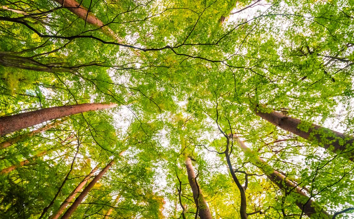 El bosc d'en Capablanca