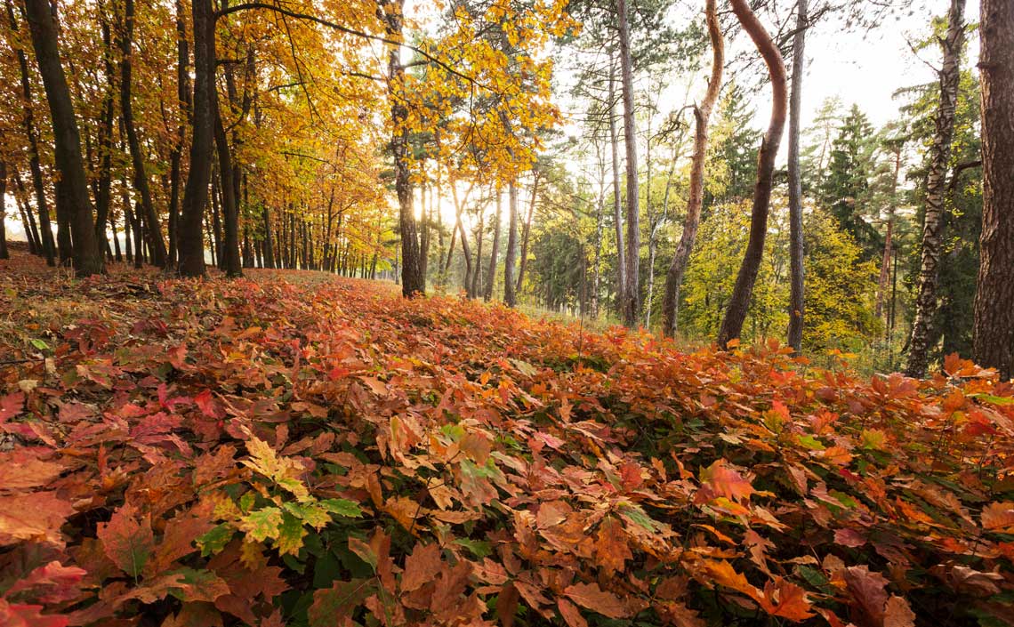 El bosc de tardor