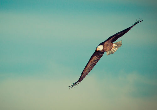 L'àguila que creia ser una gallina