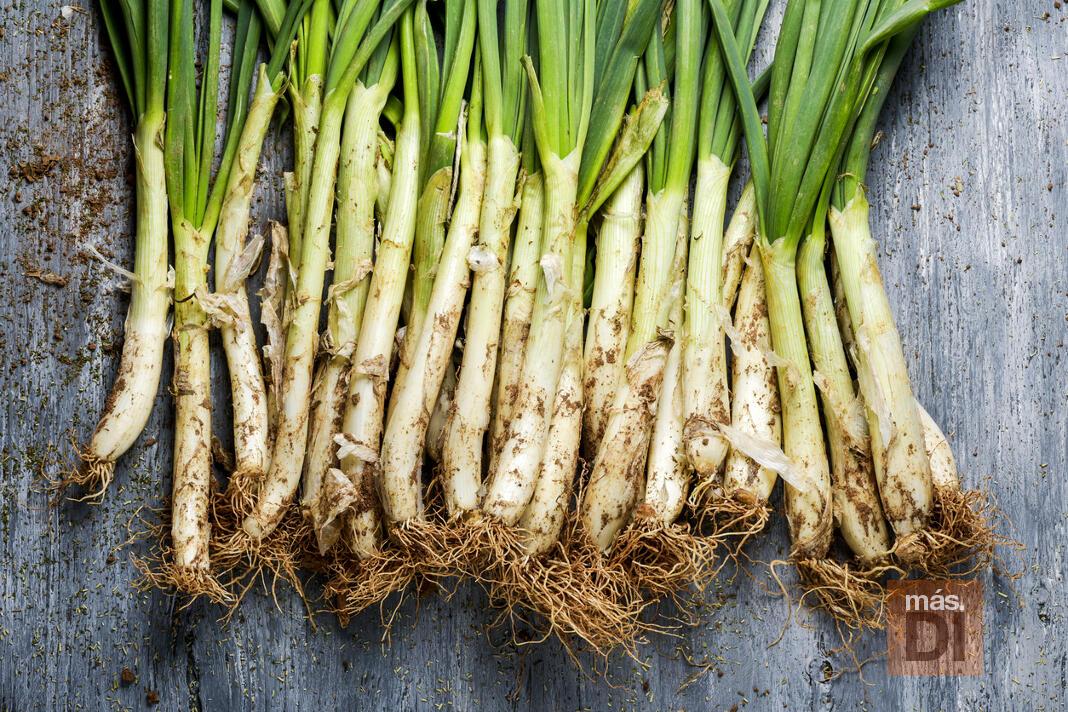 Calçotada de zona! Trobada territorial de monitors/es de la Zona 08 MCECC