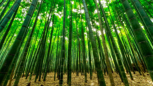 La falguera i el bambú