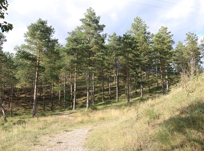 Recursos per a celebrar el dia del consum responsable a l'esplai Recursos per a celebrar el dia del consum responsable a l'esplai